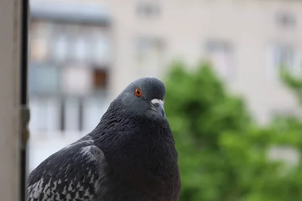 Dove Closeup Portrait Bird Window — Stock Photo, Image