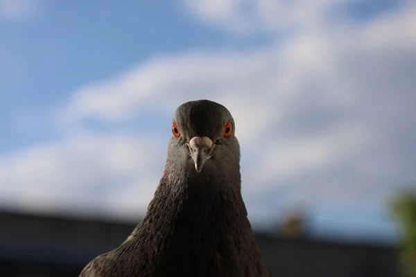 Taube Nahaufnahme Porträt Vogel Auf Dem Fenster — Stockfoto