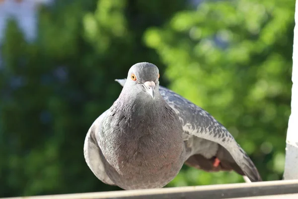 Colombe Gros Plan Portrait Oiseau Sur Fenêtre — Photo