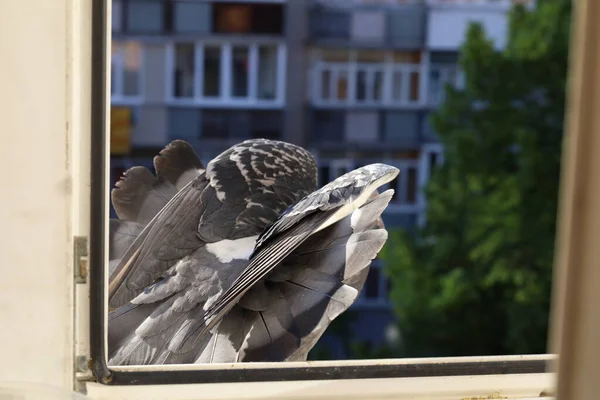 Dove Closeup Portrait Bird Window — Stock Photo, Image