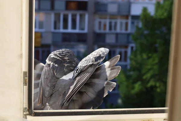 Dove closeup portrait, bird on the window