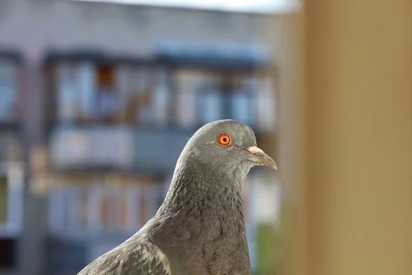 Taube Nahaufnahme Porträt Vogel Auf Dem Fenster — Stockfoto