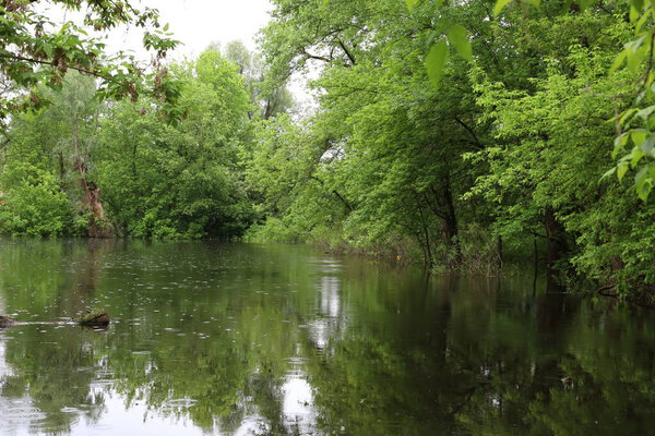 Flooded forest, summer sunny day