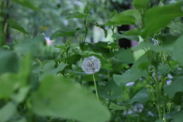 Pissenlits Dans Forêt Pluvieuse — Photo