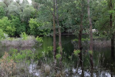 Su basmış orman, yaz parkı.