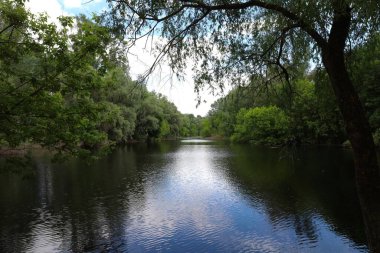 Yaz ormanındaki göller