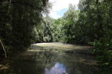 Ormanda kavak tüyü