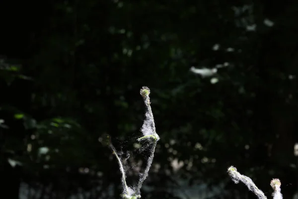 夏天森林里的杨树绒毛 — 图库照片