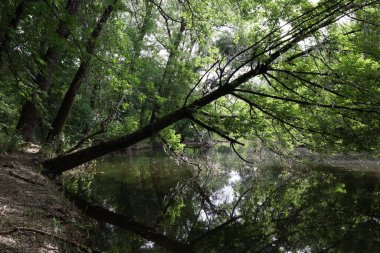 Yaz ormanındaki nehir.