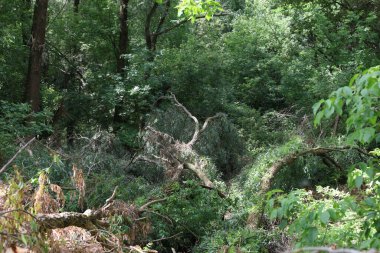 Kavak tüylü vahşi yaz ormanı 