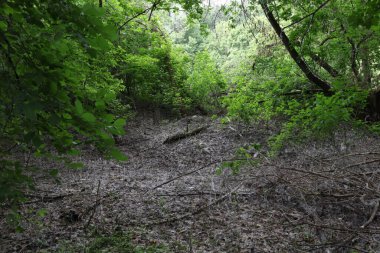 Kavak tüylü vahşi yaz ormanı 