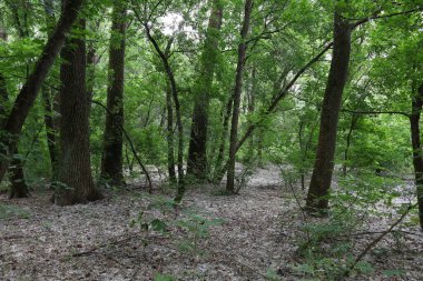 Kavak tüylü vahşi yaz ormanı 