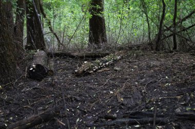 Kavak tüylü vahşi yaz ormanı 