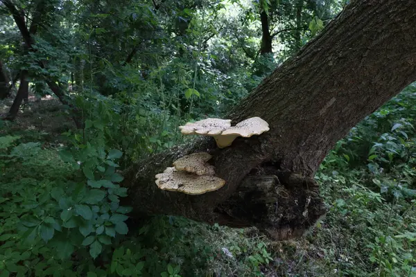 Big Tinder Fungus Forest — Stockfoto