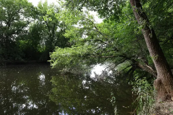 Rivière Dans Forêt Été — Photo