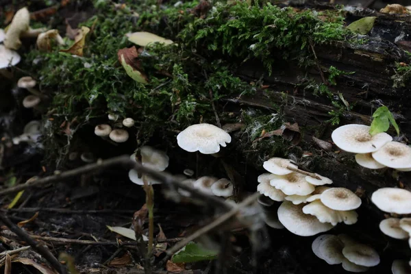 Tigerkiemen Wald — Stockfoto