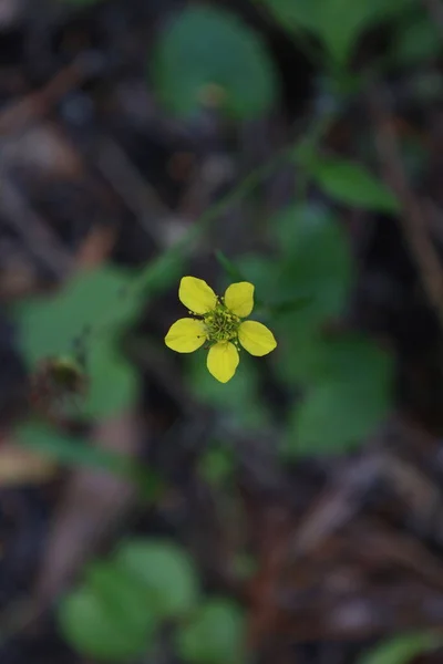 Geum Urbanum Στο Θερινό Δάσος — Φωτογραφία Αρχείου