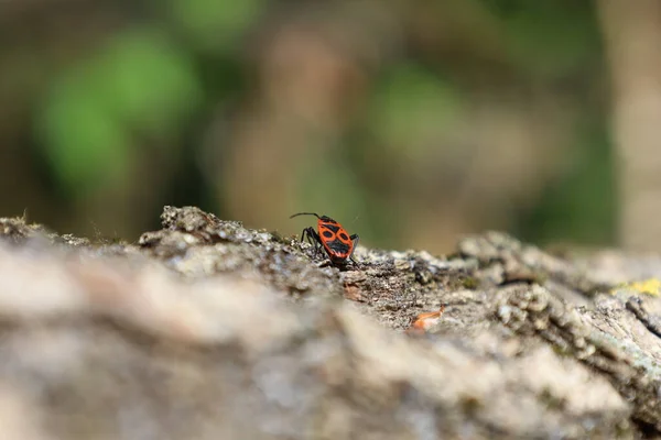 Firebug Pyrrhocoris Apterus Summer Forest — стокове фото