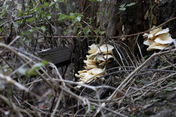 Tiger Sawgill Forest — Stock Photo, Image