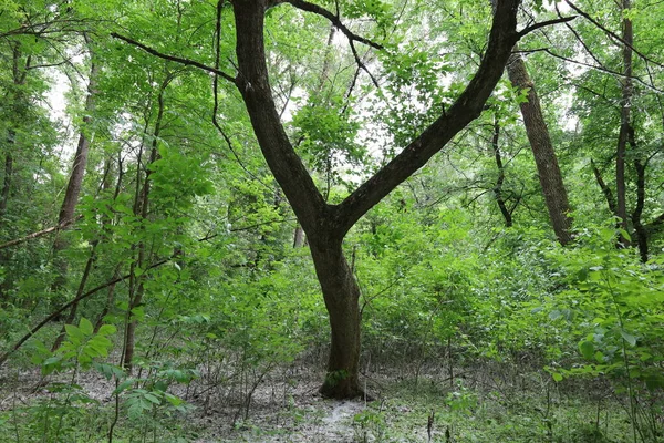 杨树蓬松的夏野林 — 图库照片