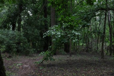 Yaz ormanında yağmurlu bir gün