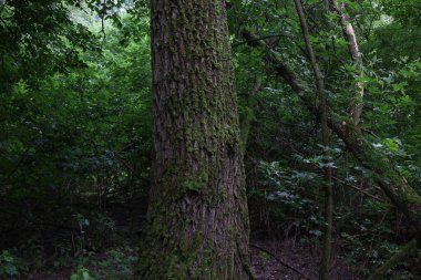 Yaz ormanında yağmurlu bir gün