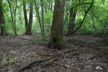 Yaz ormanında yağmurlu bir gün