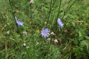 Yaz otlaklarında yaygın hindiba. 