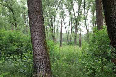 Yaz ormanında yağmurlu bir gün