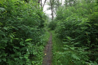 Yaz yağmurlu ormanlarında yol