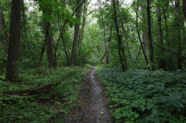 Yaz yağmurlu ormanlarında yol