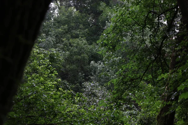 Rainy Day Summer Forest — Stock Photo, Image