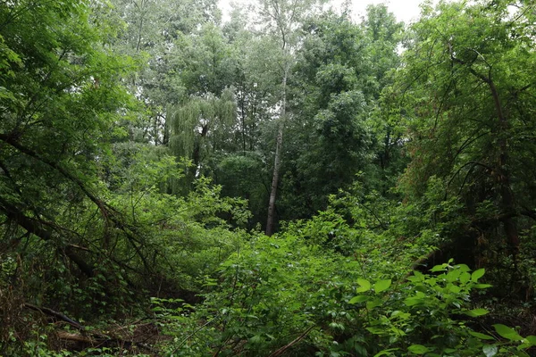 Rainy Day Summer Forest — 图库照片