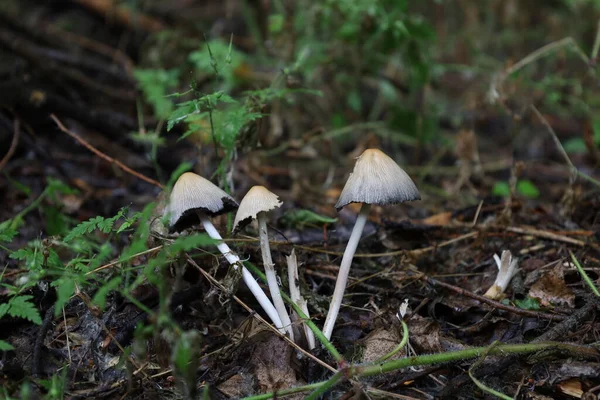 Mica Cap Coprinellus Micaceus Mushrooms Summer Rainy Forest — Stockfoto