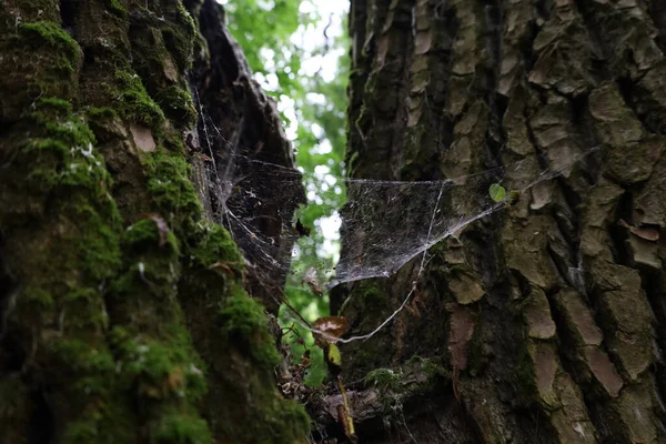 Spider Web Summer Forest — Stockfoto