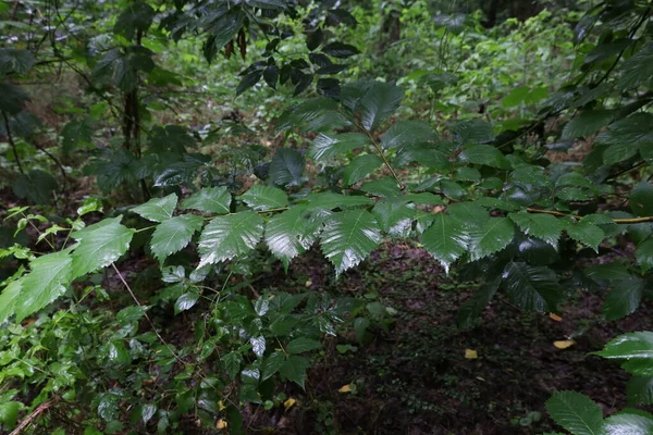 Ulmus americana in the rainy forest, green leaves 