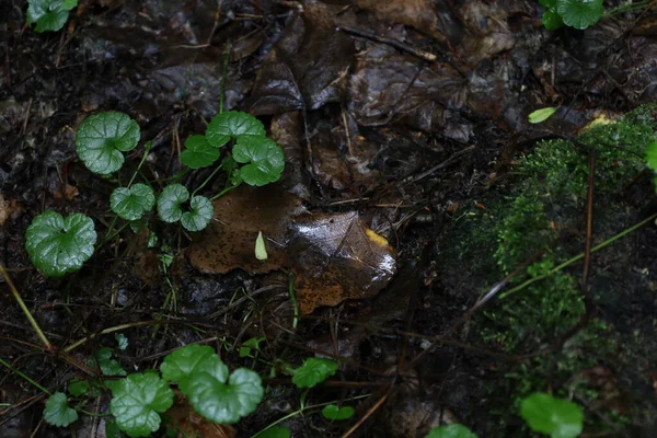 Water Leaf Rain Forest Atmosphere — Stockfoto