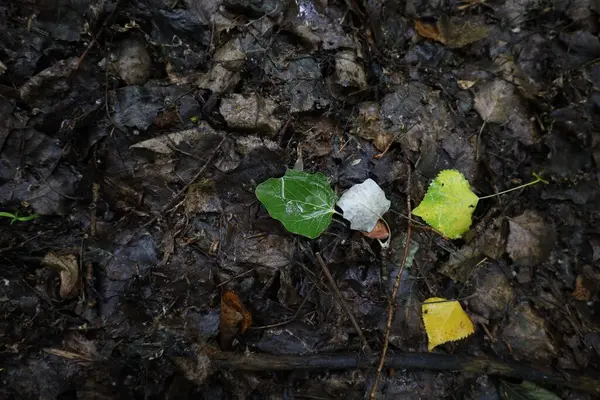 Water Leaf Rain Forest Atmosphere —  Fotos de Stock