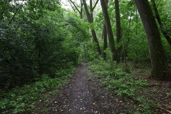Path Summer Rainy Forest — 图库照片