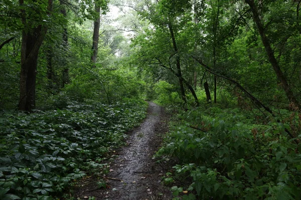 Path Summer Rainy Forest — 图库照片
