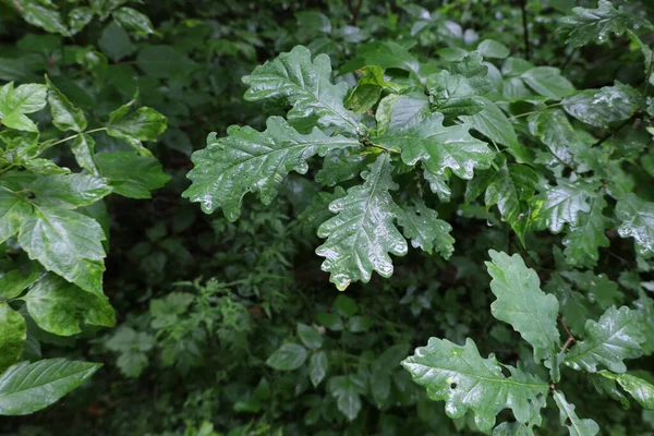 English Oak Leaves Rainy Forest — Stock Photo, Image