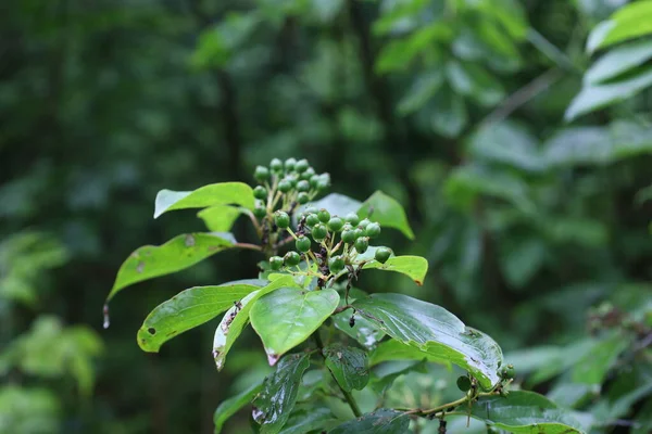 Common Dogwood Rainy Forest — Stock Photo, Image