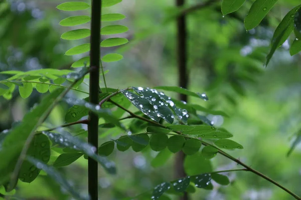 Amorpha Fruticosa Rainy Forest — Stock Photo, Image