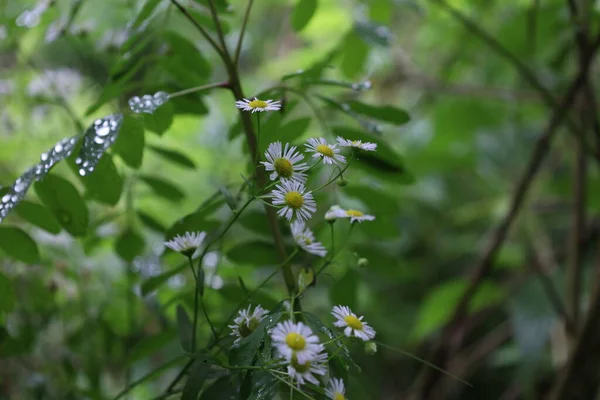 Chamomile Tribe Summer Meadow — Stock fotografie