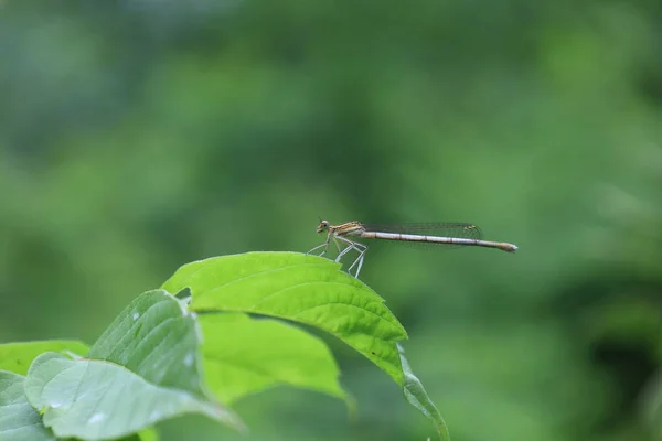 Άσπρα Πόδια Damselfly Μπλε Πούπουλο Στο Δάσος Του Καλοκαιριού — Φωτογραφία Αρχείου