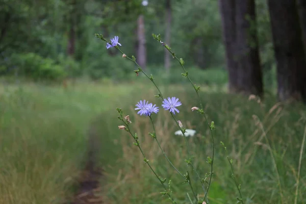 Common Chicory Summer Meadow — Stockfoto