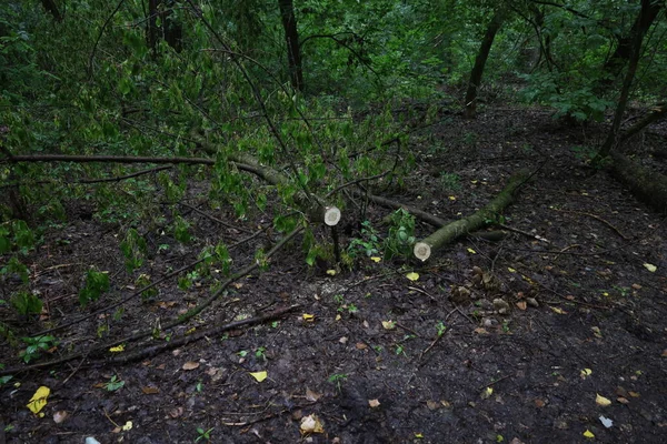 Bosque Verano Después Tormenta —  Fotos de Stock