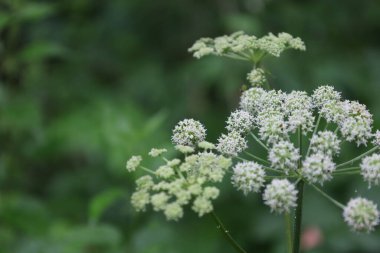 Wild angelica flowers in the summer forest, Angelica sylvestris