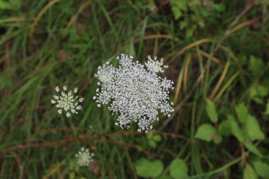 Daucus carota, wild carrot in the summer meadow