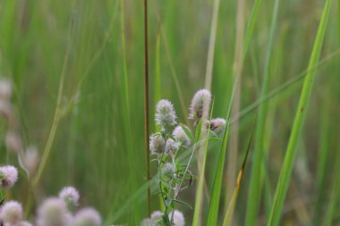 Trifolium arvense, flowers in the summer meadow 